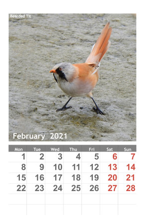 photo Bearded Tit bird on the calendar 2021. Februaryl.の写真素材