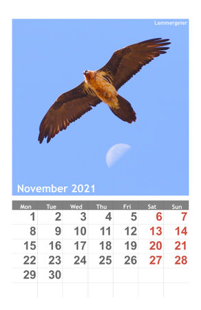 photo Lammergeier bird on the calendar 2021. Novemberl.の写真素材