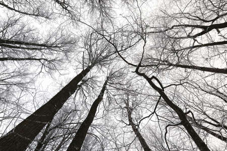 Winter landscape with trees in a snowy forestの写真素材