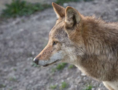 Portrait of a wild wolf in natureの写真素材