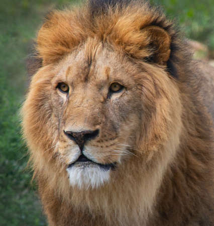 Portrait of Lion, king of beasts with big mane in wild natureの写真素材