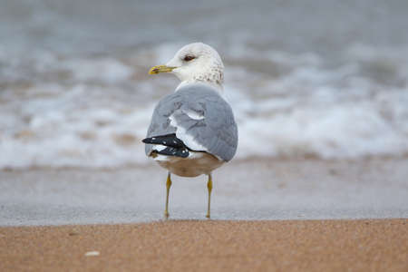 Real photo of Mew Gull at seacoast in wild hatureの写真素材