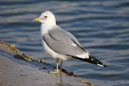Real photo of Mew Gull at seacoast in wild hatureの写真素材