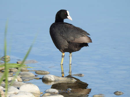 Real photo of Common Coot at seacoastの写真素材