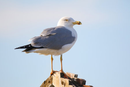 Real photo of Yellow-legged Gull at seacoastの写真素材
