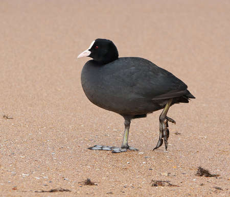 Real photo of Common Coot at seacoastの写真素材