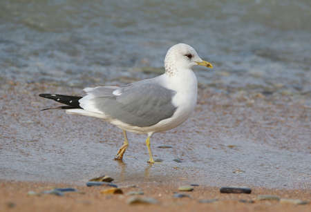 Real photo of Mew Gull at seacoast in wild hatureの写真素材