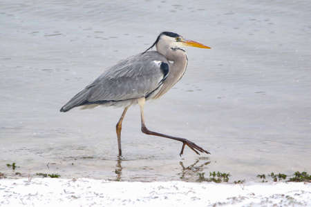 Real photo of Gray Heron at seacoastの写真素材