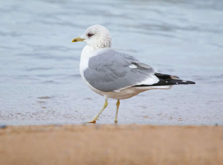 Real photo of Mew Gull at seacoast in wild hatureの写真素材