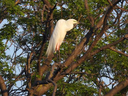Real photo of Great White Egret at treeの写真素材