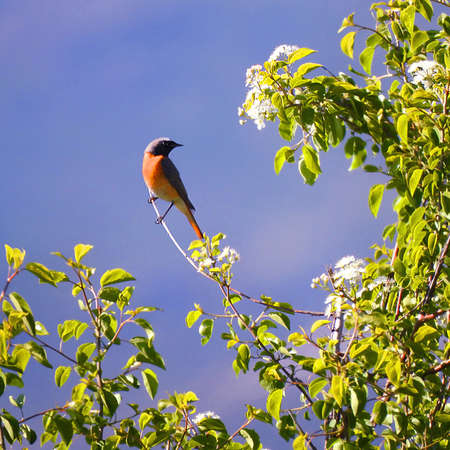 Eurasian Redstart in summer park in wild natureの写真素材