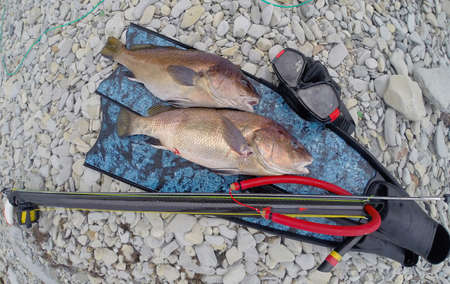 photo of the fish and equipment of an underwater hunter after hunting at sea.