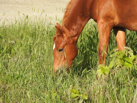 Beautiful wild horse in the pastureの写真素材