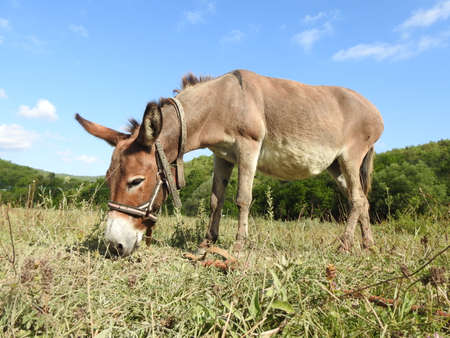 young donkey grazes in the pastureの写真素材