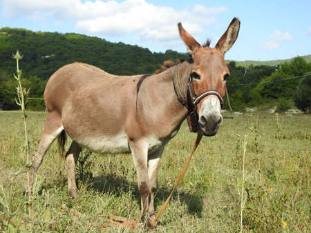 young donkey grazes in the pastureの写真素材