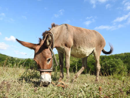 young donkey grazes in the pastureの写真素材