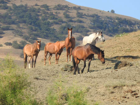 Herd of beautiful wild horses in the pastureの写真素材