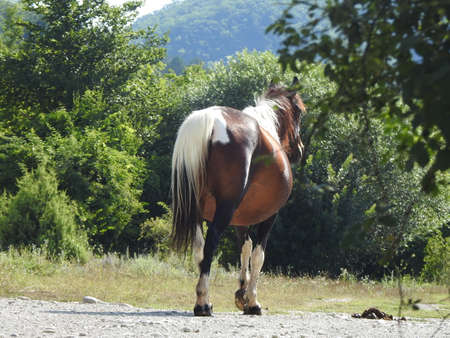 Pregnant horse in the pastureの写真素材