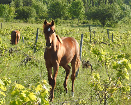 Beautiful wild horse in the pastureの写真素材