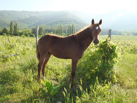 Beautiful wild horse in the pastureの写真素材