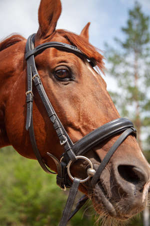 Clouse-up portrait of a thoroughbred stallionの写真素材