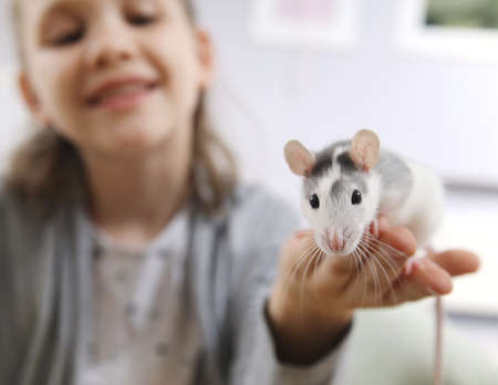 Little girl cute plays and makes friends with a white tamed mouse at home.の写真素材