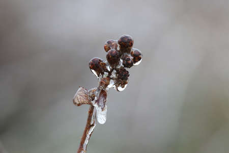frost and ice on branches in the forest on a frosty winter day.の写真素材