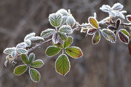 frost and ice on branches in the forest on a frosty winter day.の写真素材