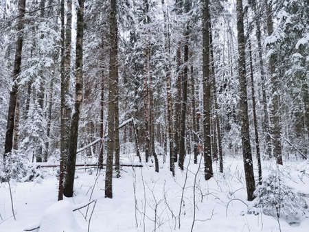 cold day in the snowy winter forestの写真素材