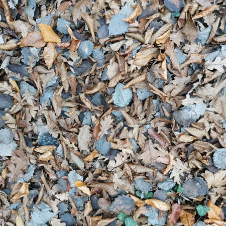 carpet of autumn wilted leaves on the ground in the forest.の写真素材