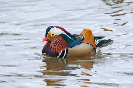 Real photo of wild Mandarin Duck in natureの写真素材