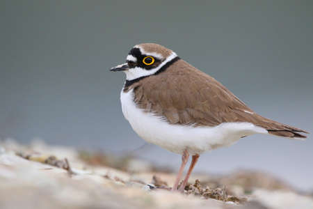 Real photo of Little Ringed Plover at seacoast