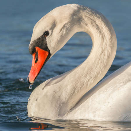 Real photo of Mute Swan at waterの写真素材