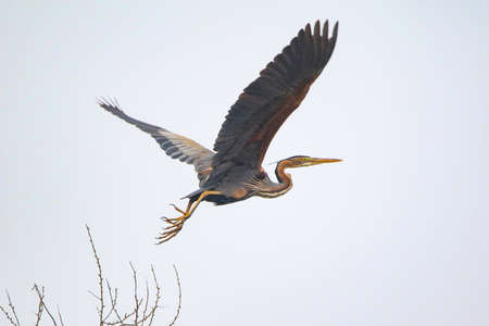 Real photo of Purple Heron in wild natureの写真素材