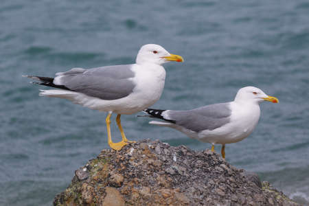 Real photo of Caspian Gull in wild nature. matting seasonの写真素材