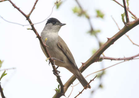Real photo of Blackcap in wild natureの写真素材