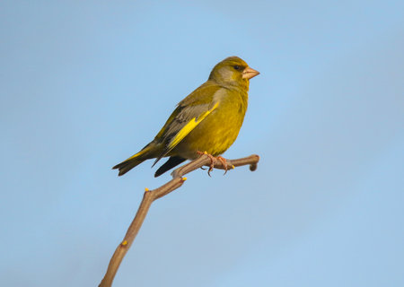 Real photo of European Greenfinch in wild natureの写真素材