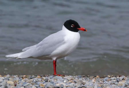 Real photo of Mediterranean Gull in wild natureの写真素材