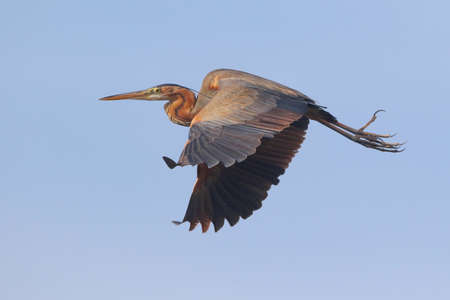 Real photo of Purple Heron in wild natureの写真素材