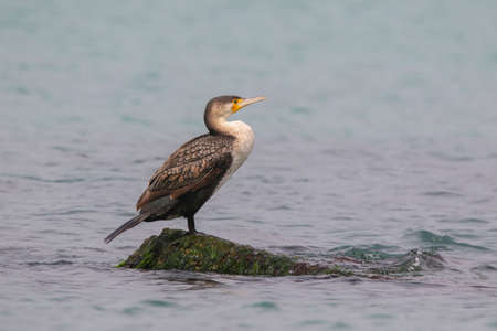 Real photo of Great Cormorant in wild natureの写真素材