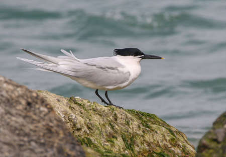 Real photo of Sandwich Tern in wild natureの写真素材