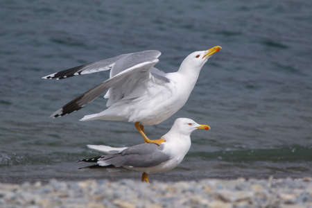Real photo of Caspian Gull in wild nature. matting seasonの写真素材
