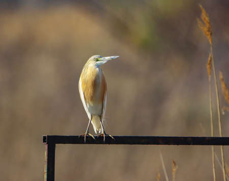 Real photo of Squacco Heron in wild natureの写真素材