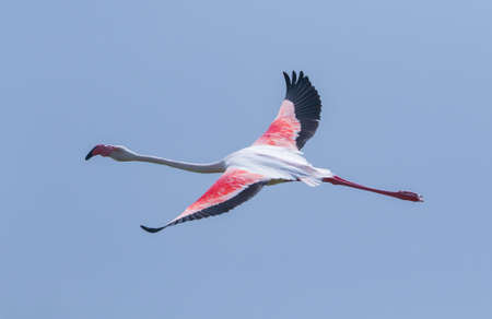 Real photo of Greater Flamingo in wild nature on salt lakeの写真素材