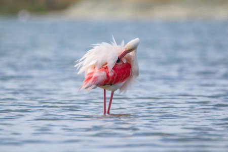 Real photo of Greater Flamingo in wild nature on salt lakeの写真素材