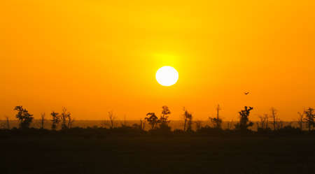 beautiful red sunrise over the forest in the fogの写真素材