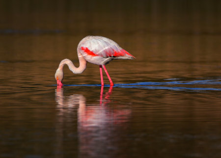 Real photo of Greater Flamingo in wild nature on salt lakeの写真素材