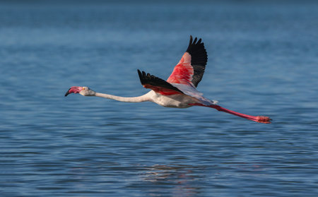 Real photo of Greater Flamingo in wild nature on salt lakeの写真素材