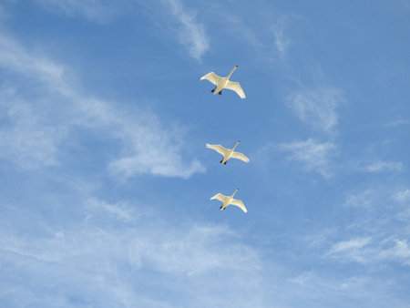 Real photo of Mute Swan in blue skyの写真素材
