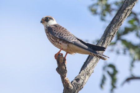 Real photo of Red-footed Falcon in wild natureの写真素材